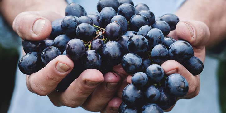 GASTRONOMIKA villa lucia OJ152