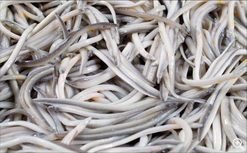 Febrero: LA ANGULA Imagen 1