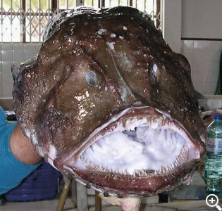 Abril: EL RAPE Imagen 1