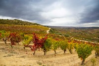LOLI CASADO, ANDREA MARAÑÓN Y VILLA-LUCÍA: UNA JORNADA EN EL CORAZÓN DE RIOJA ALAVESA