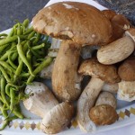 Octubre: HONGOS y SETAS